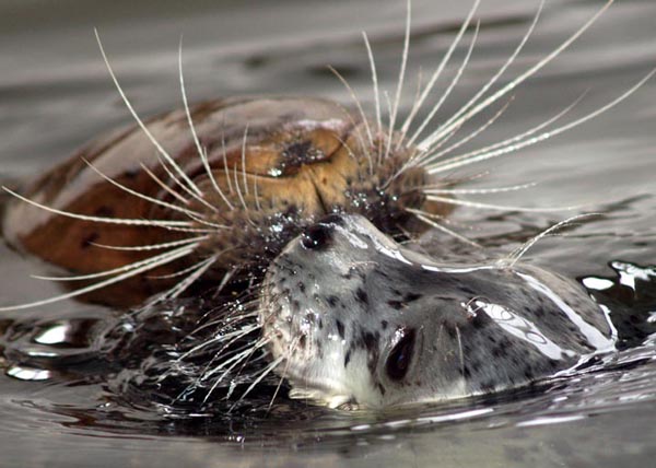 Seaside Aquarium 1951