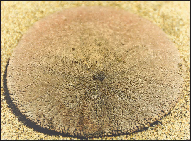 Sand Dollars Closeup 1