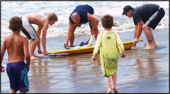 Shark washed onto the beach