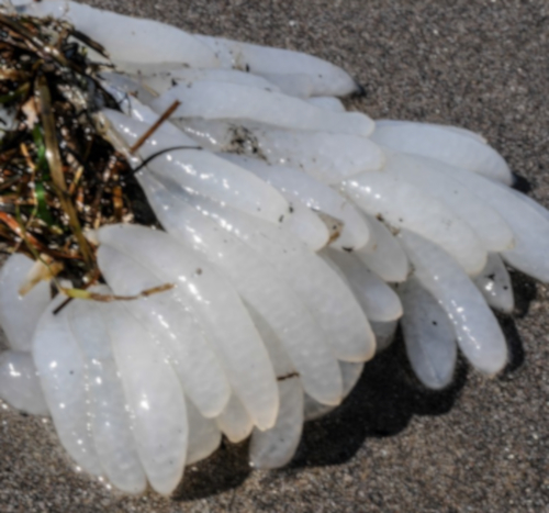 Squid Egg Capsules