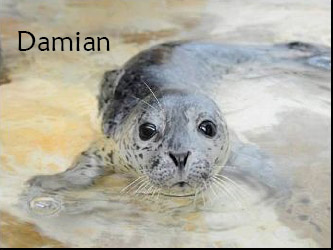 Damian Seal Pup