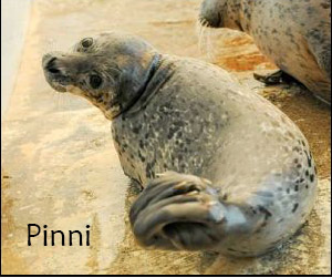 Pinni Seal Pup