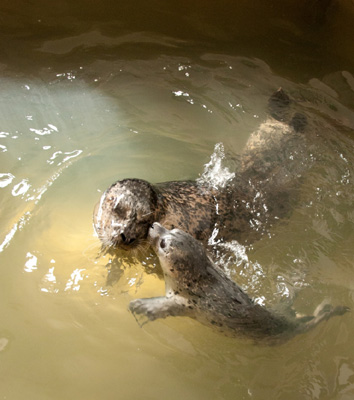 Mother and pup swimming