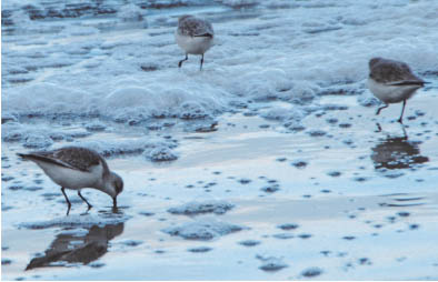 SANDERLINGS