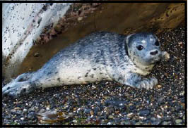 Seal Pup waiting for mother.