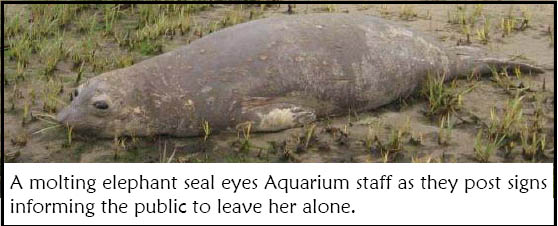 elephant seal molting