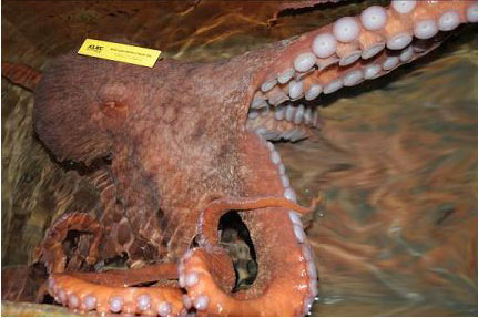 Adult Giant Pacific Octopus