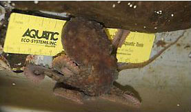 Adult Octopus rubescens