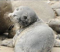 seal pup closeup