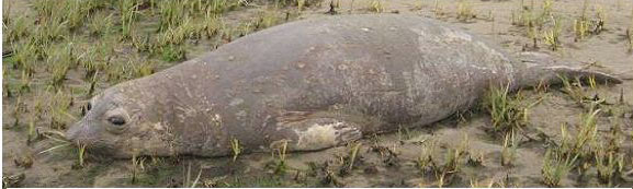 molting elephant seal
