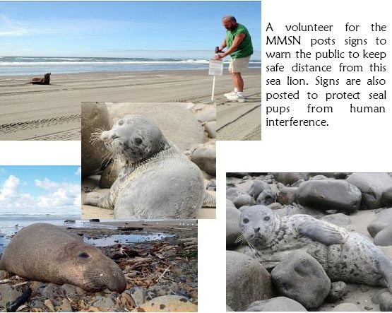 Marine Mammals on Local Beaches