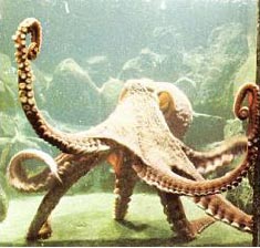 Octopus in the tank with sun light