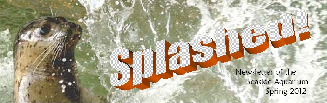 Splash Newsletter