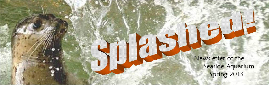 Splash Newsletter