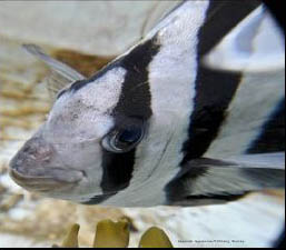 Striped Beakfish profile