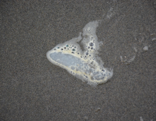 Squid Eggs in the Ocean