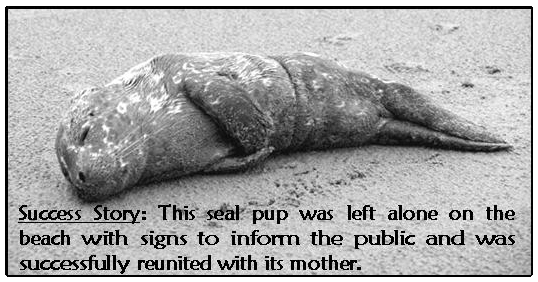 Wild Seal Pup