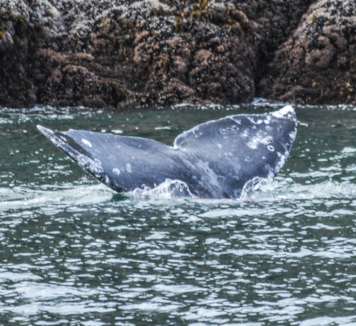 Whale Tail