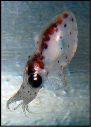 Hatched Octopus Eggs