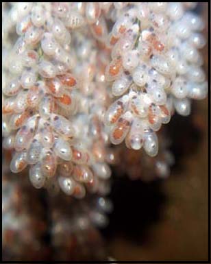 dumbo octopus eggs