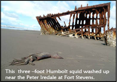 This three-foot Humbolt squid washed up
near the Peter Iredale at Fort Stevens.