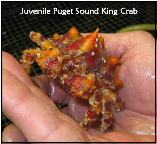 Juvenile Puget Sound King Crab