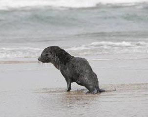 Fur Seal returning to the surf after rope removed.