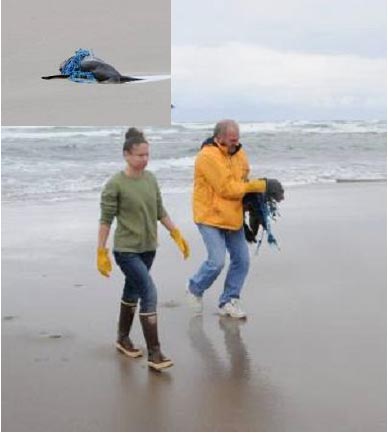 Fur Seal Rescued from rope in the surf