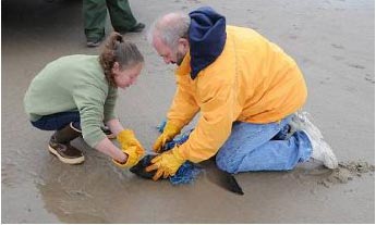 Fur Seal has rope removed from body