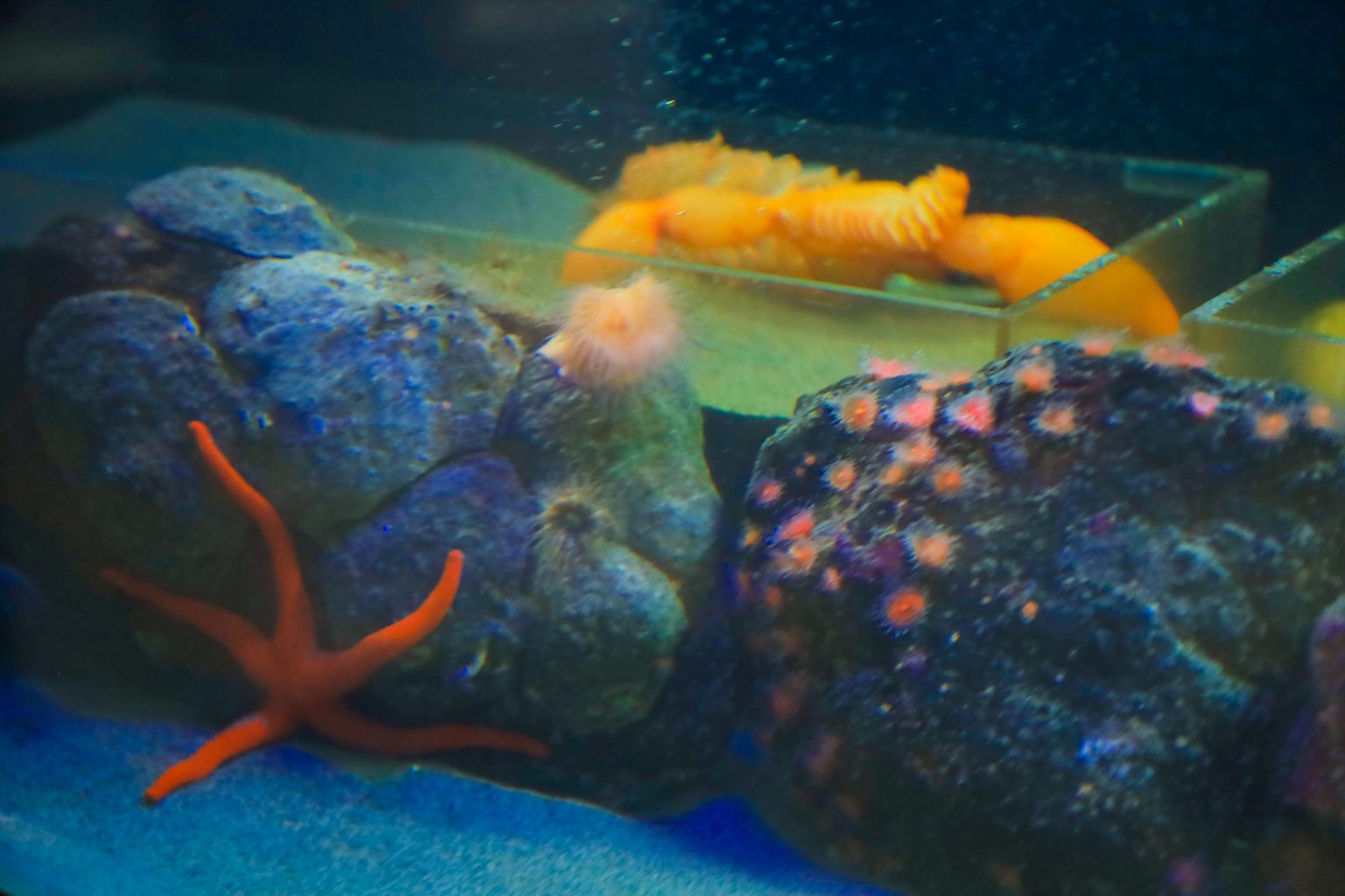 Seaside Aquarium | Seaside, Oregon